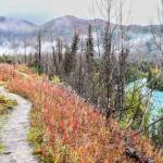 Autumn foliage reveals the change of seasons on the Upper Kenai River Trail. (Photo by USFWS)