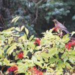 Several robins feed on elderberries on Wednesday, Sept. 7, 2022, on Diamond Ridge near Homer, Alaska. They were part of a flock of about a dozen robins passing through. (Photo by Michael Armstrong/Homer News)