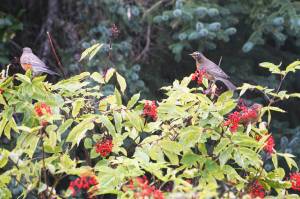 Several robins feed on elderberries on Wednesday, Sept. 7, 2022, on Diamond Ridge near Homer, Alaska. They were part of a flock of about a dozen robins passing through. (Photo by Michael Armstrong/Homer News)