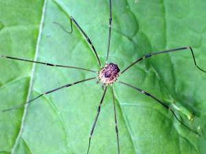 The daddy longlegs Nelima paessleri is abundant in Kenai Peninsula forests. It commonly enters crawl spaces in the fall. (Photo by Matt Bowser/UWFWS)