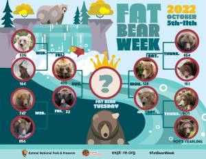 Fat Bear Week bracket (Photo courtesy Katmai National Park & Preserve)