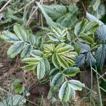 Frost encases a leaf on Oct. 13, 2022, in Homer, Alaska. Homer residents woke up to the first frost of the season. (Photo by Christina Whiting