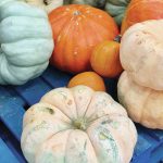 Pumpkins and gourds line local store shelves and floor space in time for the Halloween season. (Photo by Christina Whiting/Homer News)