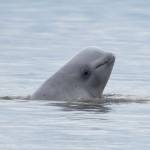 NOAA Fisheries via AP, File 
In this Aug. 25, 2017, file photo, provided by NOAA Fisheries, a newborn beluga whale calf sticks its head out of the water in upper Cook Inlet, Alaska.