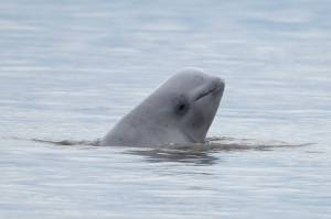 NOAA Fisheries via AP, File 
In this Aug. 25, 2017, file photo, provided by NOAA Fisheries, a newborn beluga whale calf sticks its head out of the water in upper Cook Inlet, Alaska.