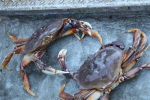 Clarise Larson / Juneau Empire
Two Dungeness crabs charge one another while standing on the deck of Charlie Blattners boat named Marco berthed at the Aurora Harbor on Monday afternoon. According to data from the Alaska Department of Fish and Game, this summers Dungeness crab fishery dropped around $10 million in value compared to last year.