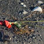 Two roses washed up with the tide on the Homer Spit on Monday, Nov. 14, 2022, in Homer, Alaska. (Photo by Michael Armstrong/Homer News)