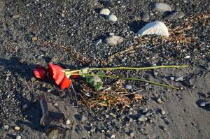 Two roses washed up with the tide on the Homer Spit on Monday, Nov. 14, 2022, in Homer, Alaska. (Photo by Michael Armstrong/Homer News)