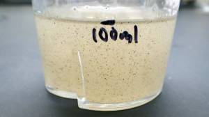 Freshwater invertebrates after processing in a kitchen blender. (Photo by Matt Bowser/USFWS)