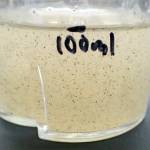 Freshwater invertebrates after processing in a kitchen blender. (Photo by Matt Bowser/USFWS)