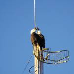 A pair of bald eagles on Friday, Dec. 9, 2022, perch on an antenna at the KBBI Public Radio station in Homer, Alaska. (Photo by Michael Armstrong/Homer News)