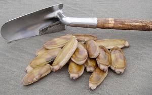 Photo courtesy Fish and Wildlife 
Razor clams are seen in this undated photo.