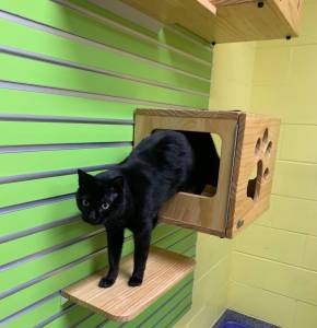 Pet of the week: Olive Oil.