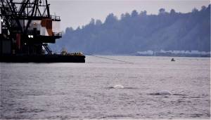 Beluga whales at Port of Anchorage, Aug. 2019. Photo from Cook Inlet Keeper.