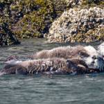 Sea Otters in Kachemak Bay. Unknown date. Photo donated by Cook Inlet Keeper.