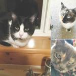 Pets of the Week: Maddie, Kit Kat and Squeakers.