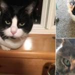 Pets of the Week: Maddie, Kit Kat and Squeakers.
