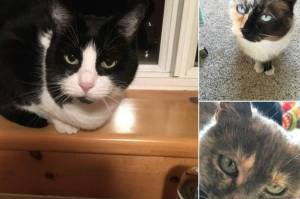 Pets of the Week: Maddie, Kit Kat and Squeakers.
