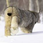 Photo by Lisa Hupp/USFWS 
The snowshoelike feet of the lynx makes it well suited for traveling over snow.