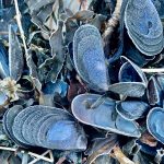 Frost on mussel shells on the Homer Spit (Christina Whiting/Homer News)