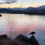 Sunrise and a crow at the mouth of the Homer Harbor on New Years Day (Christina Whiting/Homer News)