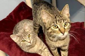 Cher, Dionne and Tai. (Photo courtesy of Homer Animal Shelter)
