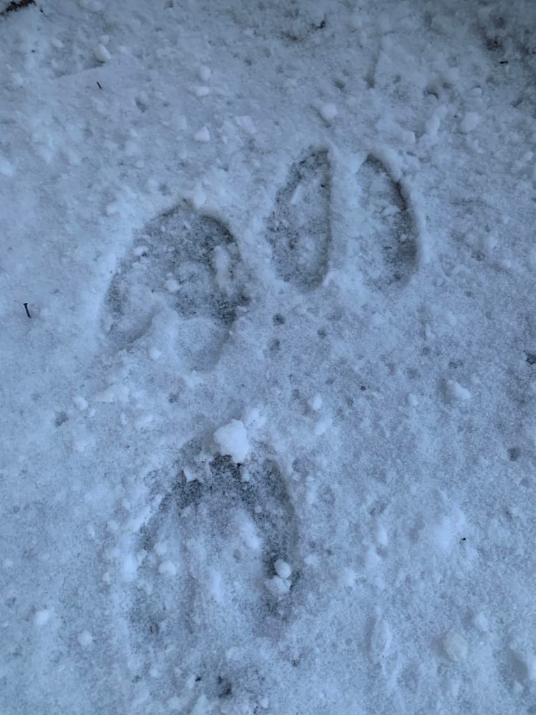 Moose tracks along the Calvin and Coyle Trail, Jan. 21, 2023, in Homer, Alaska. (Photo by Christina Whiting)