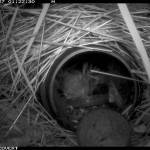 Photo provided
A bog lemming travels through a tube that mimics natural tunnels and captures remote videos and genetic samples to identify this species from its small mammal cousins.