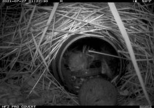Photo provided
A bog lemming travels through a tube that mimics natural tunnels and captures remote videos and genetic samples to identify this species from its small mammal cousins.