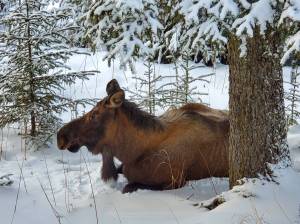 An adult female moose rests in the snow under a spruce tree on Wednesday, Jan. 18 in Anchor Point. Photo by Delcenia Cosman