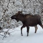 An young moose munches on alder branches on Wednesday, Jan. 18 in Anchor Point. Photo by Delcenia Cosman