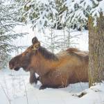 Photo by Delcenia Cosman/Homer News
An adult female moose rests in the snow under a spruce tree Jan. 18 in Anchor Point.