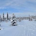 Ski trails, Eveline State Recreation Area, Jan. 18, 2023, in Homer, Alaska. (Photo by Christina Whiting/Homer News)