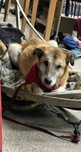 Hugh Neffs retired sled dog, Mojito, curls up in an old dogsled used during a presentation on reading and dog mushing at West Homer Elementary on Friday, Feb. 3 in Homer, Alaska. Photo courtesy of Barb Angaiak