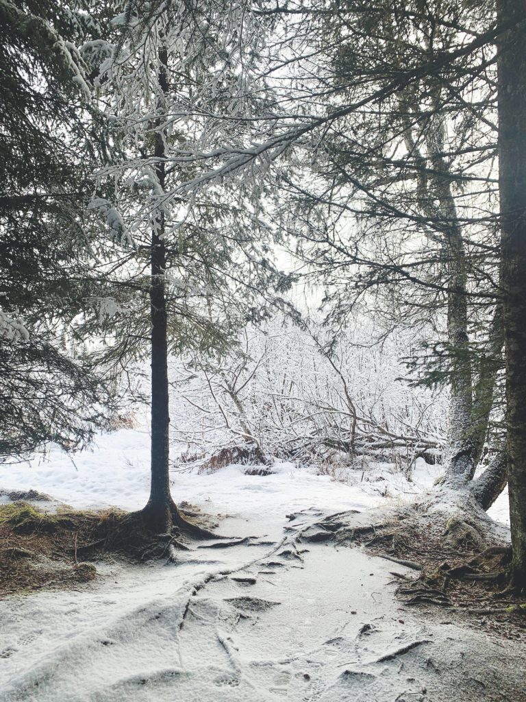 Footsteps in the snow along the Calvin & Coyle Trail out East End Road. (Photo by Christina Whiting/Homer News)