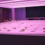 Plants are sprouting in the large flood table on Tuesday, Feb. 14, 2023 in the hydroponics room at Nikolaevsk School in Nikolaevsk, Alaska. Photo by Delcenia Cosman