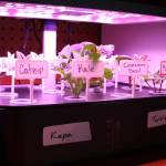 A growth pod shared by two students shows multiple plants sprouting on Tuesday, Feb. 14, 2023 at Nikolaevsk School in Nikolaevsk, Alaska. Photo by Delcenia Cosman