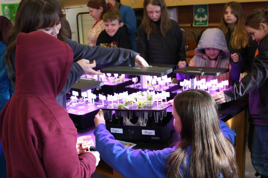 Students, kindergarten through ninth grades, check their growth pods on Tuesday, Feb. 14, 2023 in the hydroponics room at Nikolaevsk School in Nikolaevsk, Alaska. Photo by Delcenia Cosman