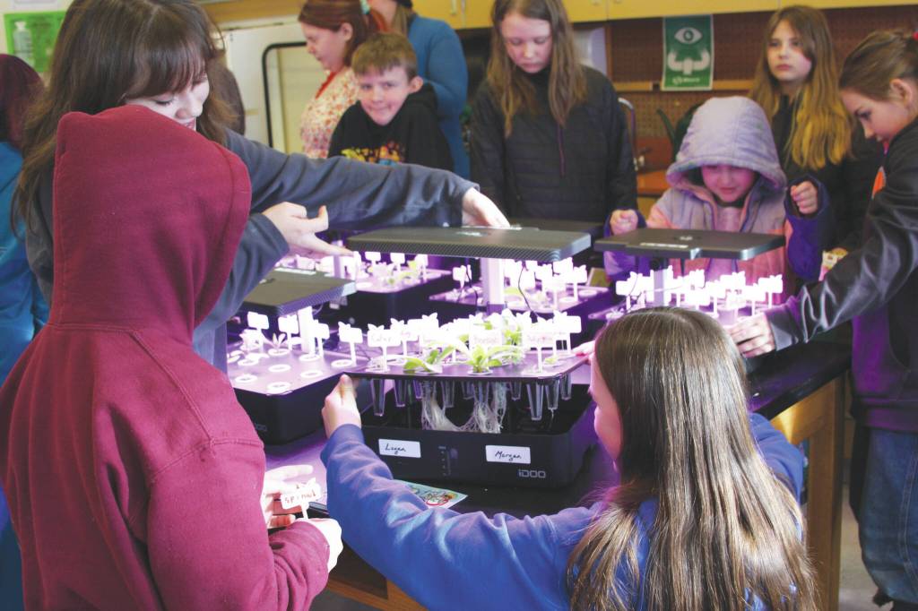 Photo by Delcenia Cosman
Students, kindergarten through ninth grades, check their growth pods on Tuesday in the hydroponics room at Nikolaevsk School.