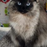 Photo courtesy Homer Animal Shelter
Phoebe is a 7-year-old female.