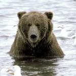 Brown bear, Ursus arctos, on the Alaska Peninsula in 2021. Photo provided by Derek Stonorov.