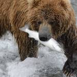 Photo provided by Derek Stonorov
Brown bear, Ursus arctos, on the Alaska Peninsula in 2021.