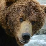 Brown bear, Ursus arctos, on the Alaska Peninsula in 2021. Photo provided by Derek Stonorov.