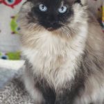 Phoebe is a 7-year-old female. (Photo courtesy Homer Animal Shelter)