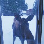 A moose peeks into the Homer News window in February 2023. (Photo by Homer News staff)