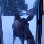 A moose peeks into the Homer News window in February 2023.