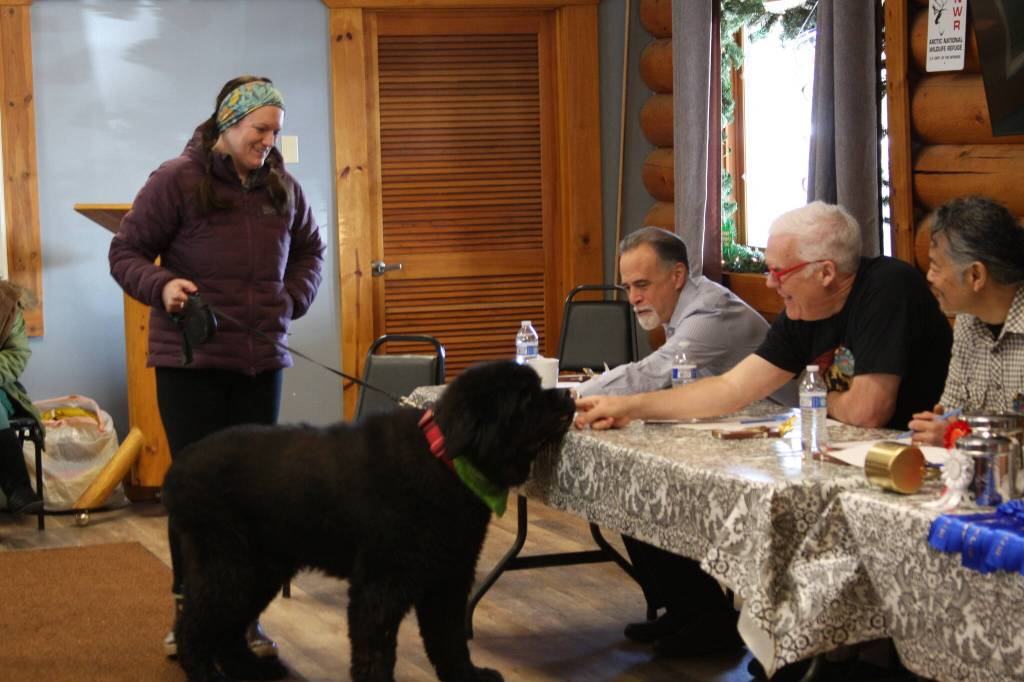 Biggest dog award winner, Newfoundland Hickory, greets the judges table with his owner, Katie Newsted during the Snow Rondi dog show on Sunday, March 5 at the Anchor Point Senior Center in Anchor Point, Alaska. Photo by Delcenia Cosman