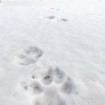 Photo by USFWS/Colin Canterbury
Wolf track on the Kenai National Wildlife Refuge.