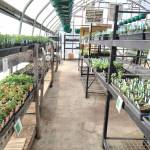 Herb and vegetable starts and other plants are for sale at the Anchor Point Greenhouse in Anchor Point, Alaska. Photo by Delcenia Cosman