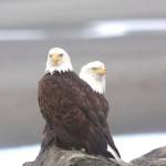 A pair of bald eagles perch on a rock at the Homer Spit on Wednesday, April 5. (Photo by David Rigas)